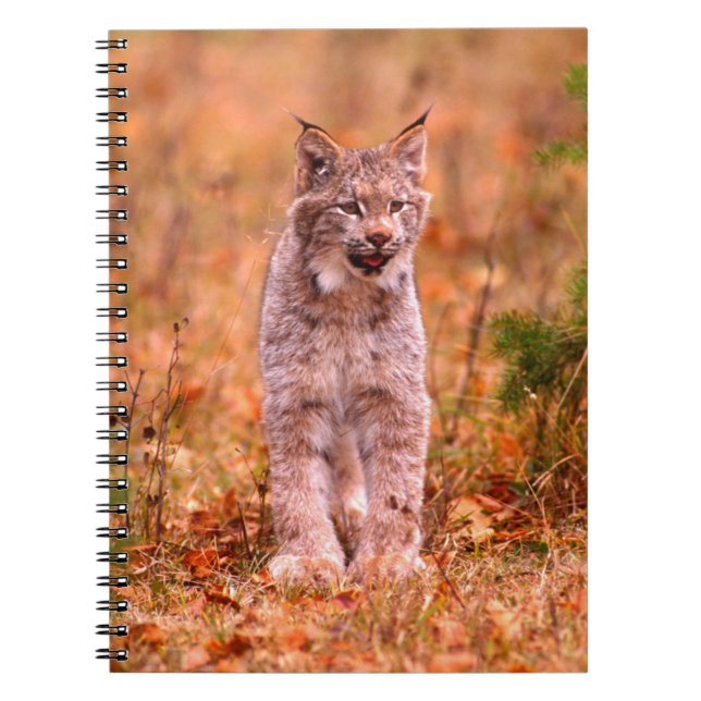 Carnet Chasse Bobcat | Forêt d'automne (Devant)