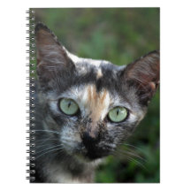 Chat blanc Brown gris avec yeux verts