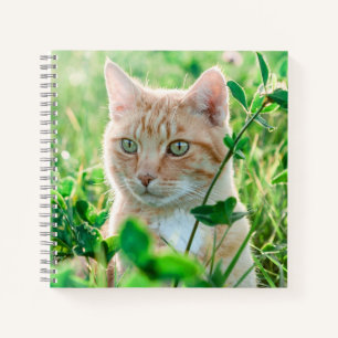 Carnet Chat de gingembre avec yeux verts en herbe