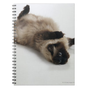 Carnet Chat de l'Himalaya se trouvant sur le sien de