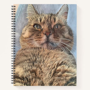 Carnet Chat Majestic de Tigre