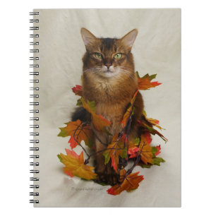 Carnet Chat somalien