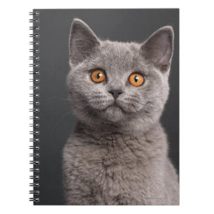 Carnet Chaton britannique de Shorthair (3 mois)