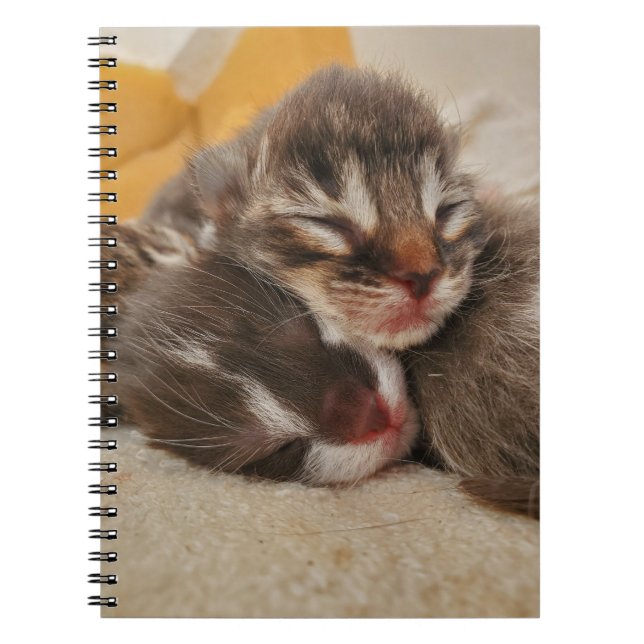 Carnet Chaton dormant (Devant)