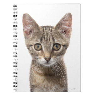 Carnet Chaton rayé