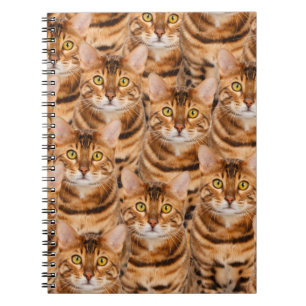 Carnet Chatons spectaculaires du Bengale