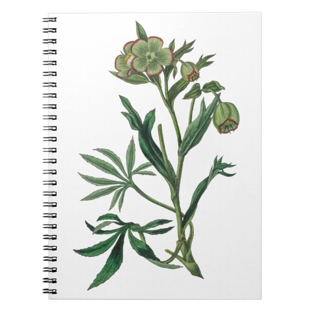 Carnet Chaudron puant hellebore fleurs vertes roux (Devant)