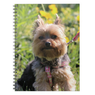 Carnet Chérie simple