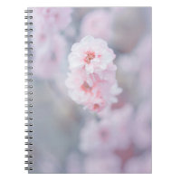 CHERRY ROSE BLOSSOM EN FERMETURE PHOTOGRAPHIE