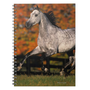 Carnet Cheval arabe : Automne 1
