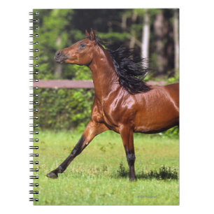 Carnet Cheval arabe courant 2
