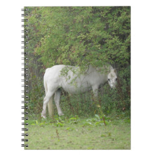 Carnet Cheval Blanc timide