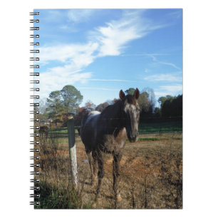 Carnet Cheval brun Coco et Crème