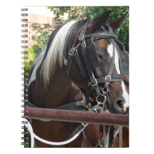 Carnet Cheval Buggy Bay Pinto Amish