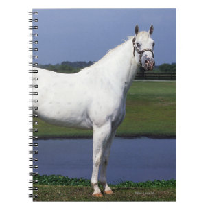 Carnet Cheval d'Appaloosa