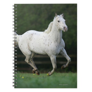 Carnet Cheval d'Appaloosa courant 1