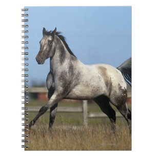Carnet Cheval d'Appaloosa courant 3