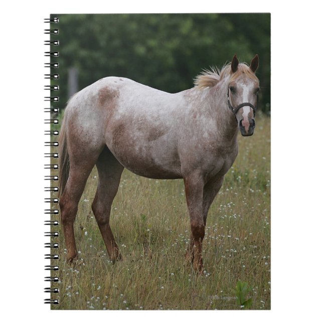 Carnet Cheval d'Appaloosa se tenant dans l'herbe (Devant)