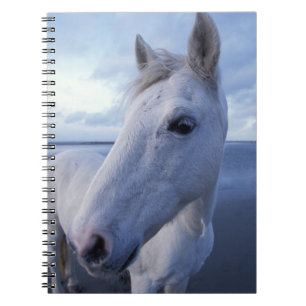 Carnet Cheval de Camargue