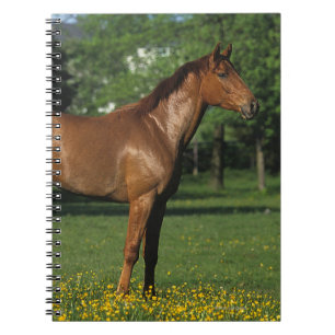 Carnet Cheval de pur sang en fleurs