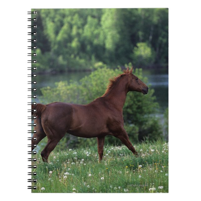 Carnet Cheval de pur sang se tenant en fleurs (Devant)