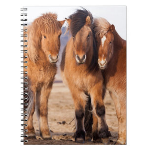 Carnet Cheval islandais en hiver