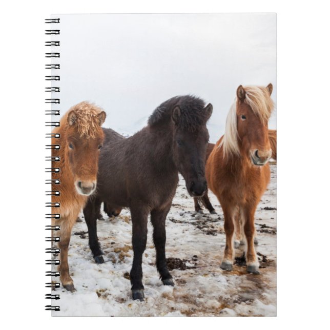 Carnet Cheval islandais en hiver en Islande (Devant)