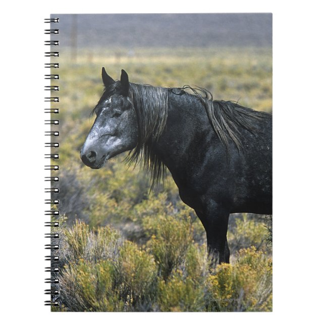 Carnet Cheval sauvage de mustang dans le désert (Devant)