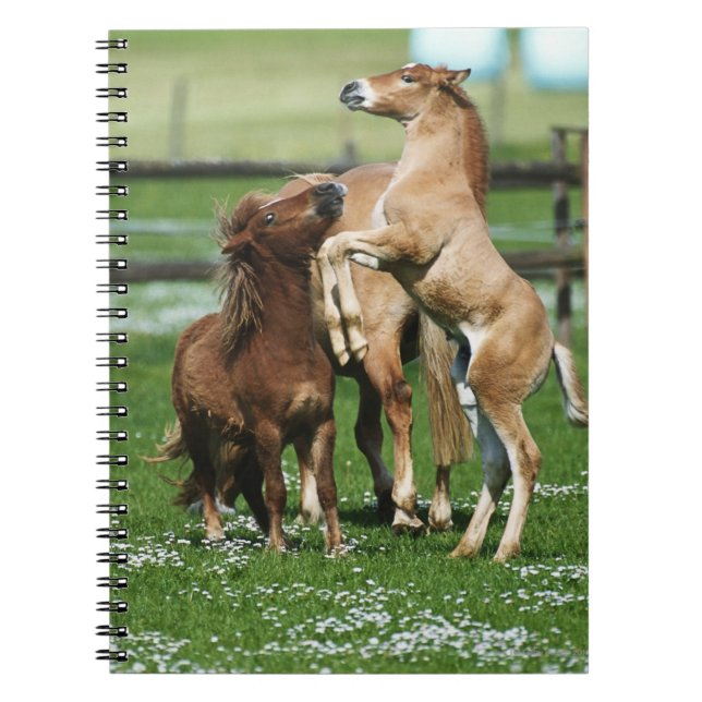 Carnet Chevaux 3 (Devant)