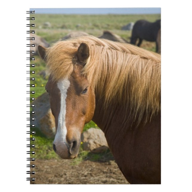 Carnet Chevaux islandais dans le nord-est de l'Islande (Devant)