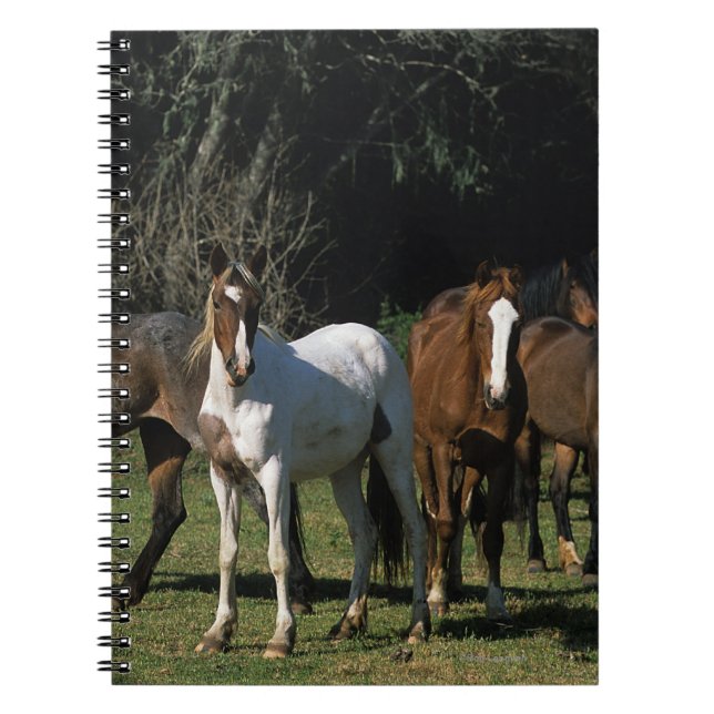 Carnet Chevaux sauvages 1 de mustang (Devant)