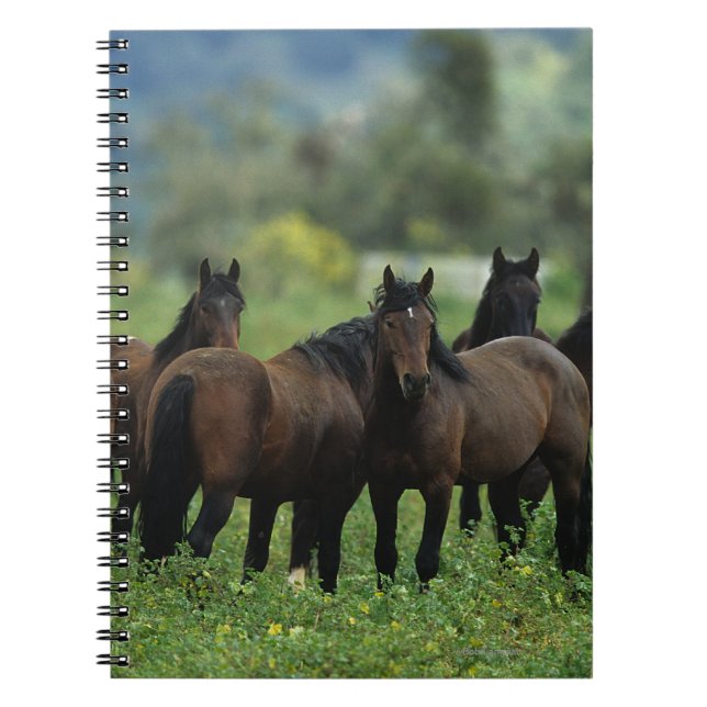 Carnet Chevaux sauvages 3 de mustang (Devant)