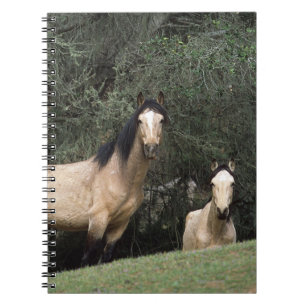 Carnet Chevaux sauvages 6 de mustang