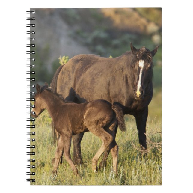 Carnet Chevaux sauvages dans le parc national Theodore Ro (Devant)