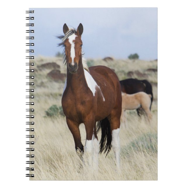 Carnet Chevaux sauvages, Steens Mountains (Devant)
