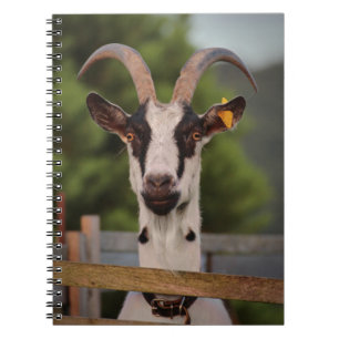 Carnet Chèvre avec cornes debout contre clôture