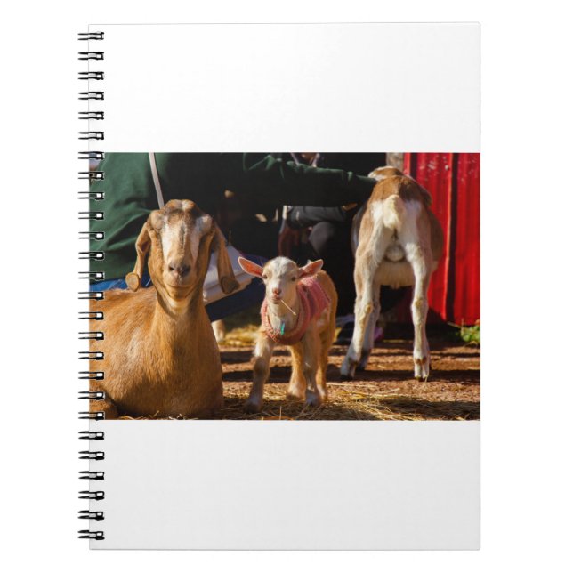 Carnet Chèvres, chèvres et chèvres (91) (Devant)