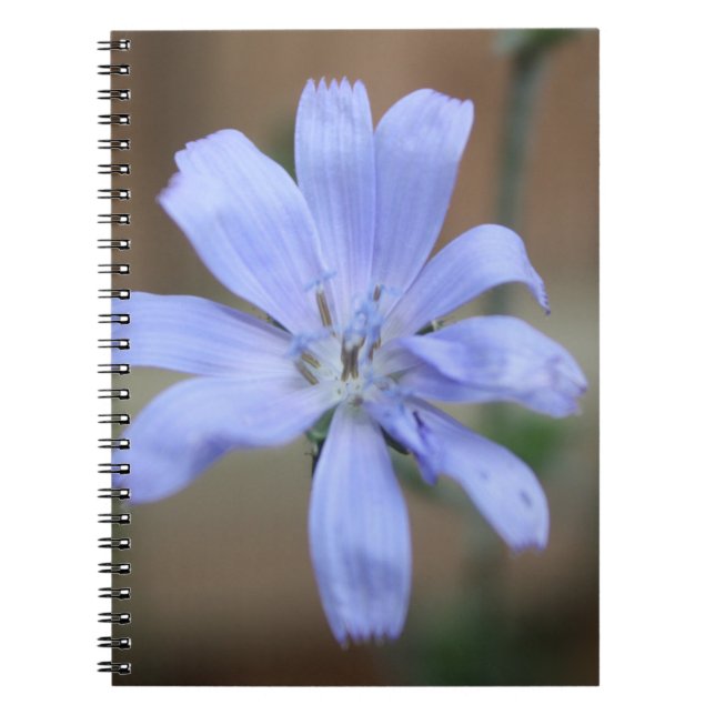 Carnet Chicorée (Devant)