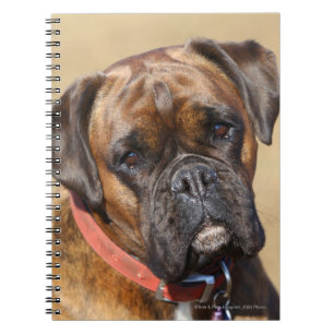 Carnet Chien Brindle de boxeur
