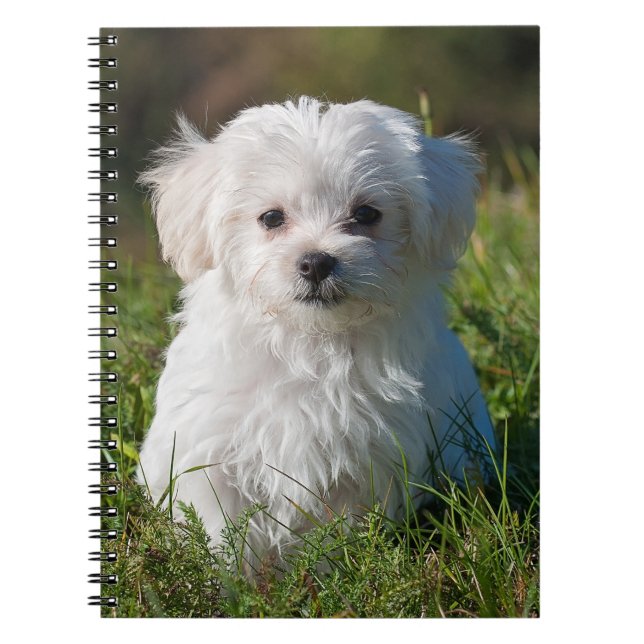 Carnet Chien chiot maltais blanc mou (Devant)