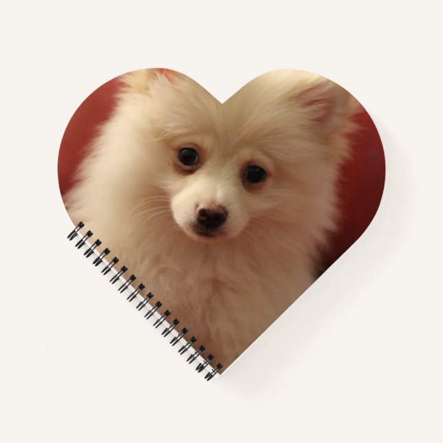 Carnet Chien de Poméranie mignon (Devant)