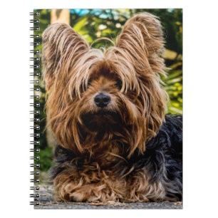 Carnet Chien du Yorkshire Terrier