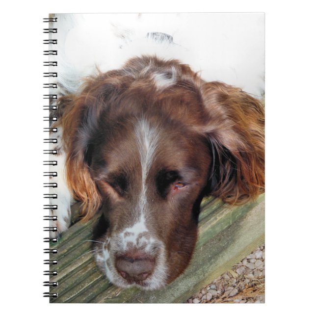 CARNET CHIEN ESPAGNOL (Devant)
