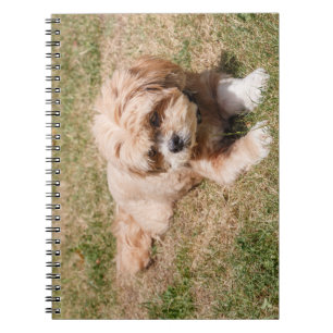 Carnet Chien Lhasa Apso
