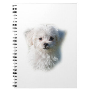 Carnet Chien maltais mignon