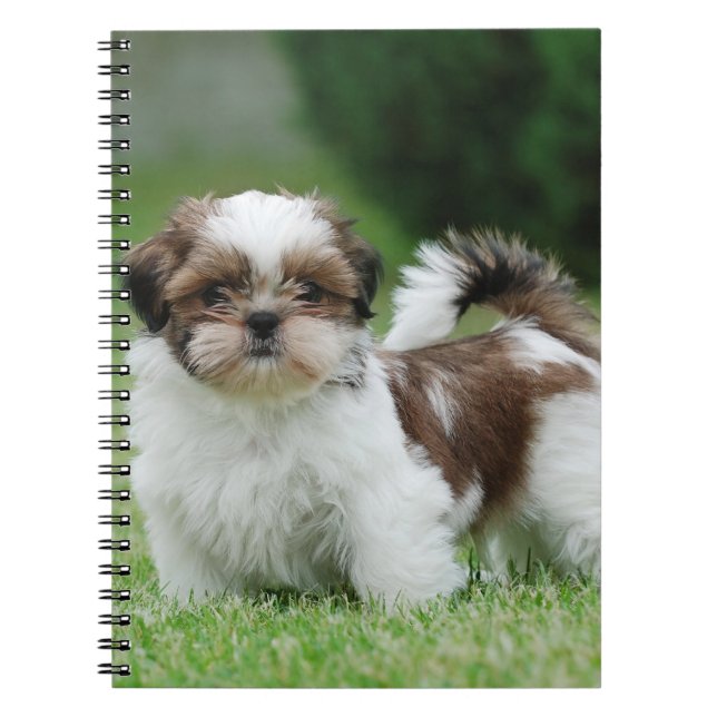 Carnet Chih tzu chiot (Devant)
