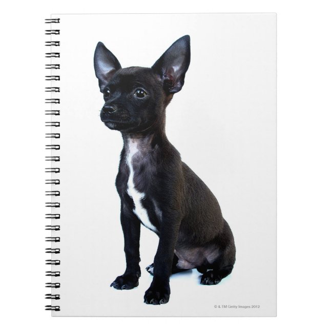 Carnet Chihuahua noir (Devant)
