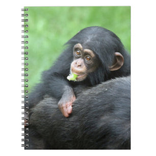 Carnet Chimpanzée 005