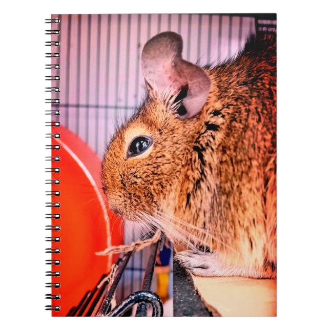 Carnet Chinchilla (Devant)