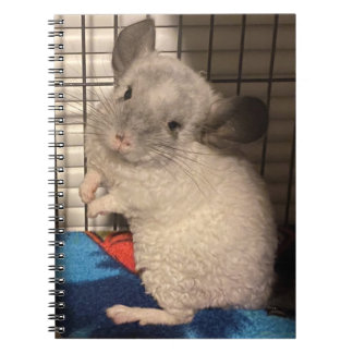 Carnet chinchilla